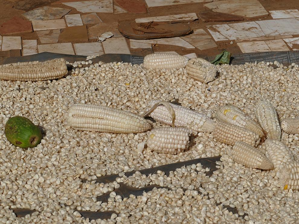 Zu sehen sind Maiskörner und Maiskolben. Die drohende Hungersnot macht die Arbeit der Partnerorganisationen des Weltgebetstags nicht einfacher (Foto: Weltgebetstag e. V.). 