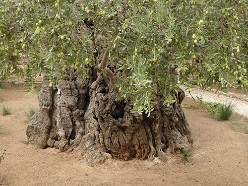 Olivenbaum © Aline Jung